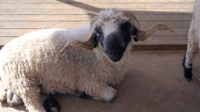 Sheep resting on wooden deck