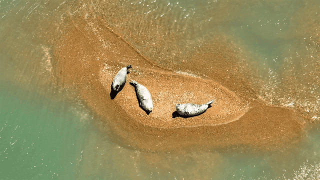 Seals resting on sandy beach