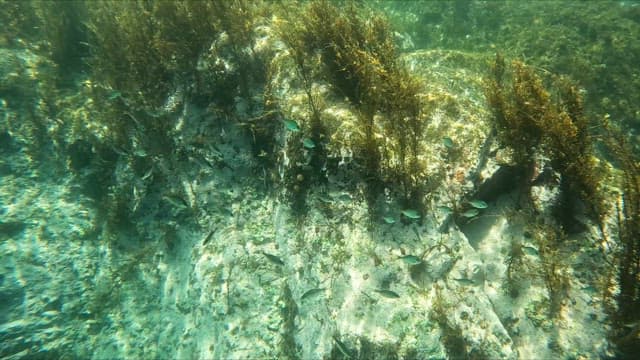 Underwater scene with fish and seaweed