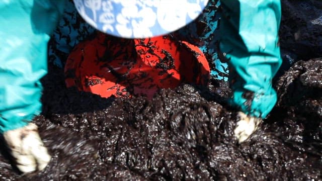 장갑을 끼고 파래를 다루는 사람