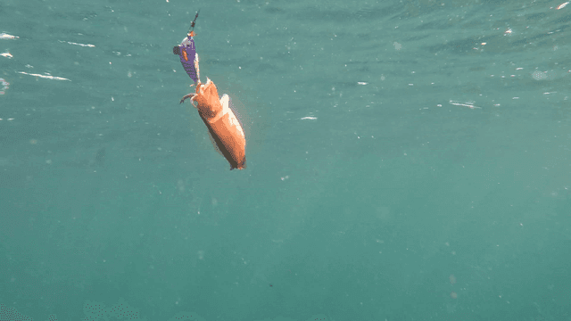 Underwater view of cuttlefish caught on lure