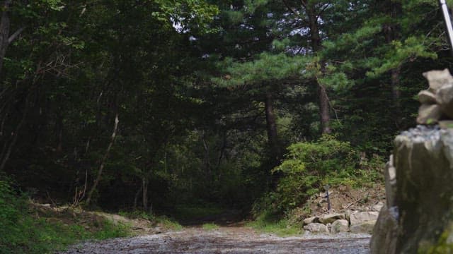입구에 바위가 있는 조용한 숲길