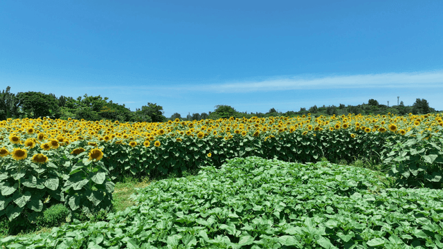 Sunflower field under clear sky