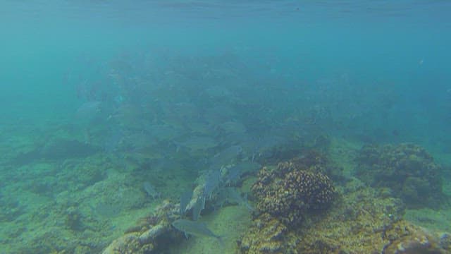 School of Fish Swimming Over Coral Reef