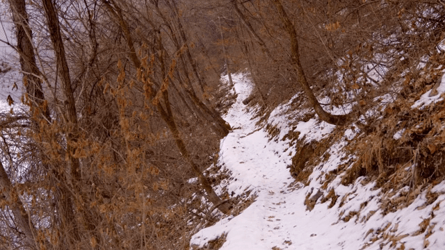 겨울의 눈 덮인 숲길