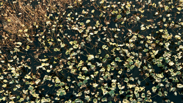 녹색 잎이 떠 있는 연못