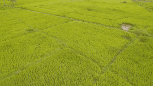 하늘 아래 펼쳐진 푸른 논밭