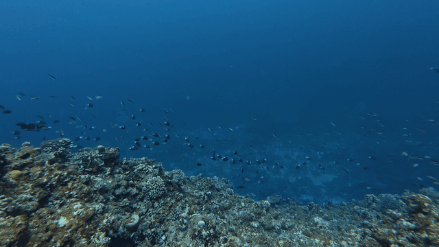 Vibrant coral reef full of fish