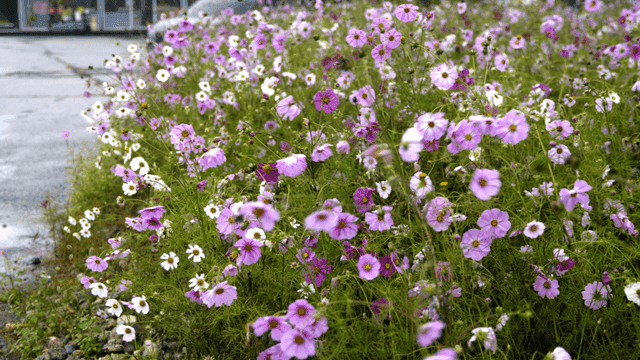Field full of pink and white cosmos flowers