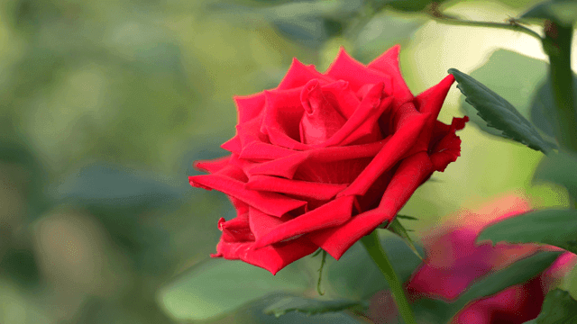 Fully bloomed red rose