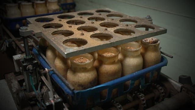 Glass bottles containing mushrooms growing on a conveyor belt