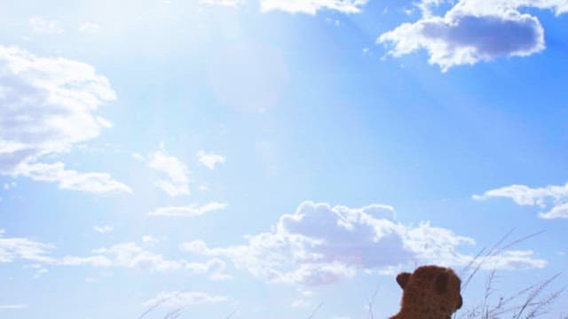 초원에서 휴식을 취하고 탐험하는 치타들