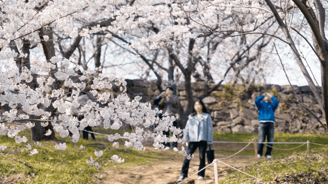 공원에서 만개한 벚꽃을 즐기는 사람들