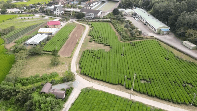 Expansive green tea fields and rural landscape