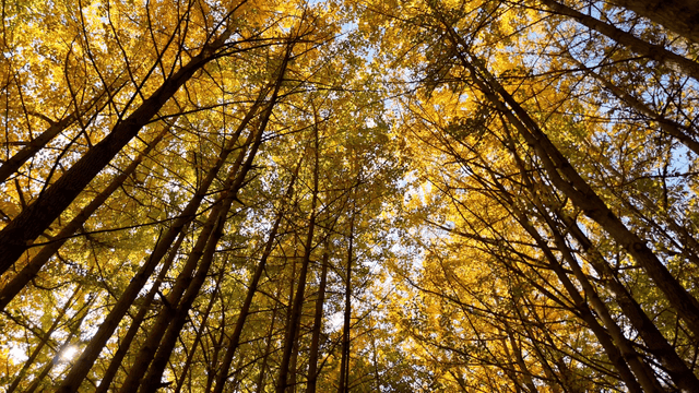 고요한 숲속의 황금빛 가을 잎