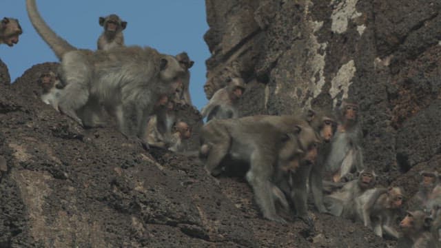 Monkeys Playing on a Stone Structure in Ancient Temple