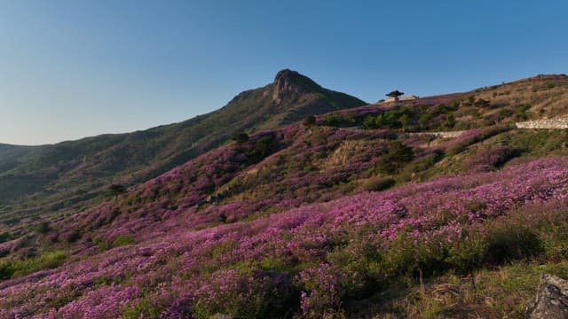 Pink Azaleas in Full Bloom on the Mountainside