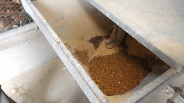 Pouring grain into a feed container