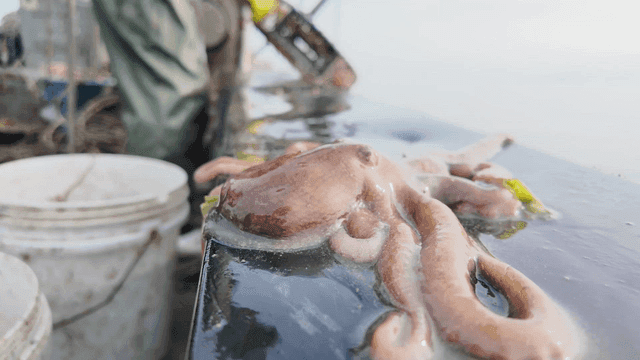 Live octopus on deck of fishing boat