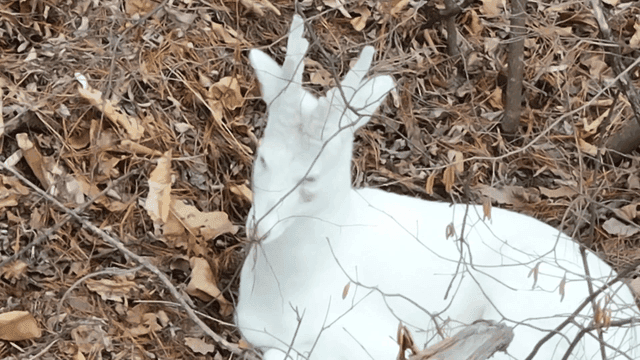 White deer resting in forest
