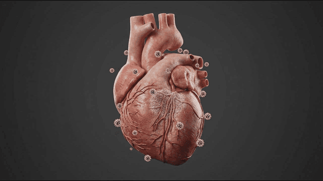 Heart where viruses float