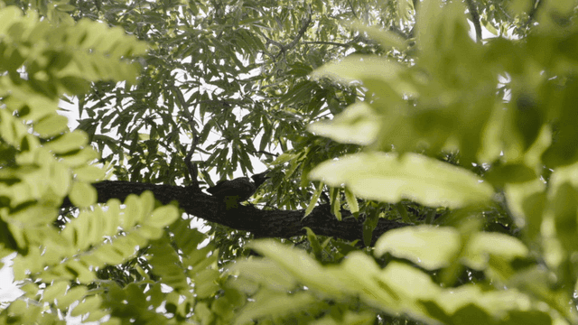 나뭇가지에 앉아 있는 새