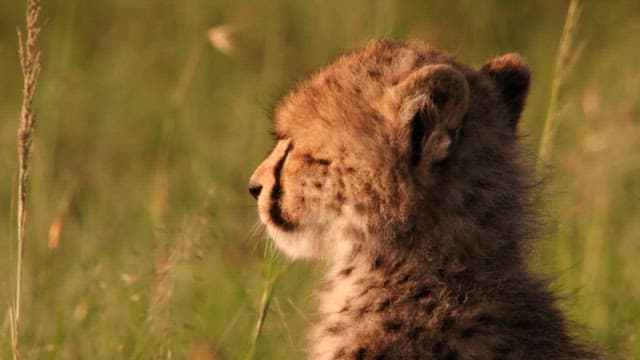 Cheetahs Observing in the Grassland