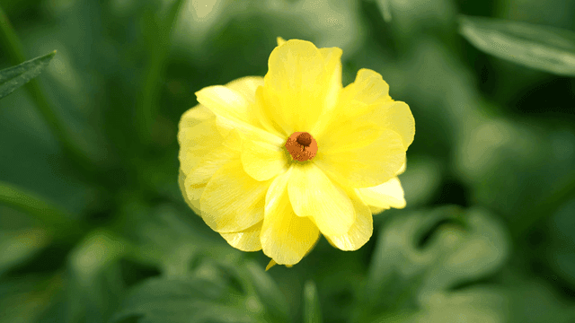Fully bloomed yellow flowers
