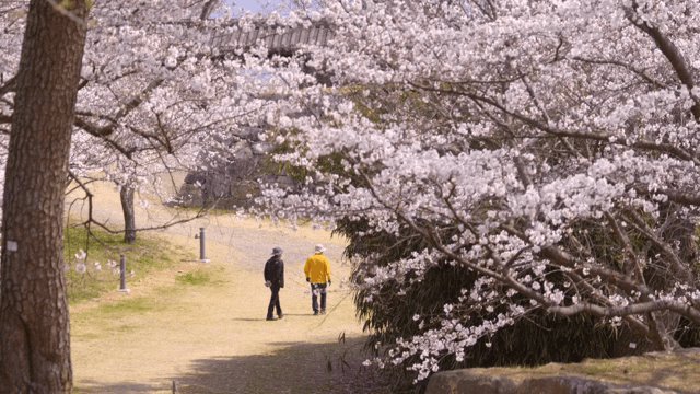 공원에 만개한 벚꽃