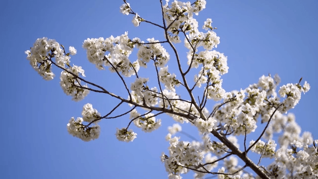 맑은 하늘 아래 피어난 벚꽃