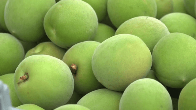 Fresh green plums in a basket