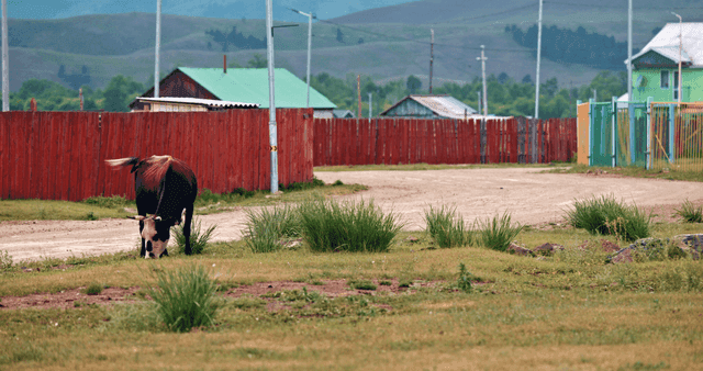 시골 마을 근처에서 풀을 뜯는 소