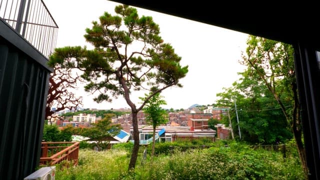 View of a tree and cityscape from a garden