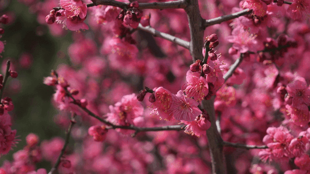 Pink blossoms on a tree branch