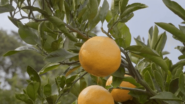 나무 가지에 매달린 잘 익은 감귤