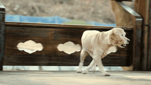 나무 데크 위를 걷는 강아지