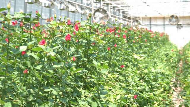 Rows of blooming roses in a greenhouse