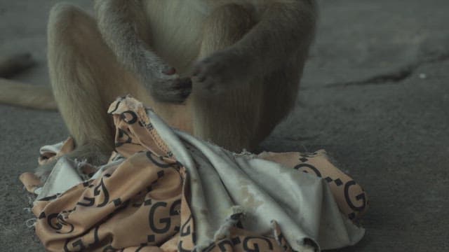 Monkey Sitting on the Ground, Interacting with a Piece of Fabric