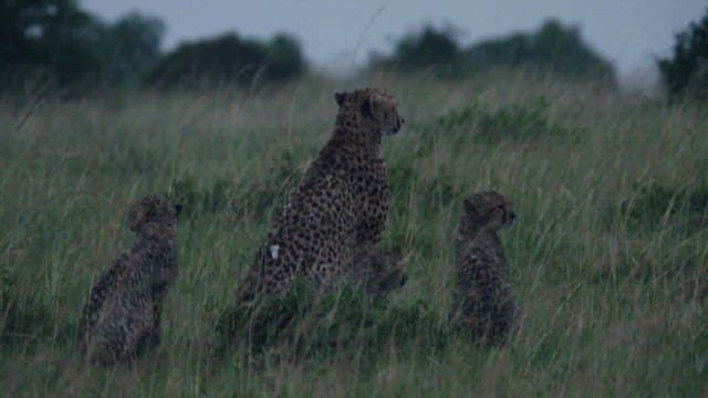 Cheetahs surveying the grasslands