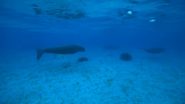 Dugong Swimming Peacefully Underwater