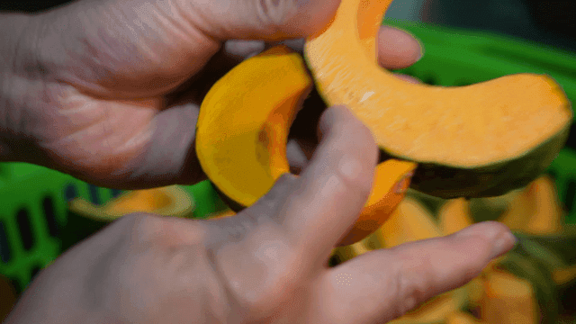 Hands holding sliced pumpkin pieces
