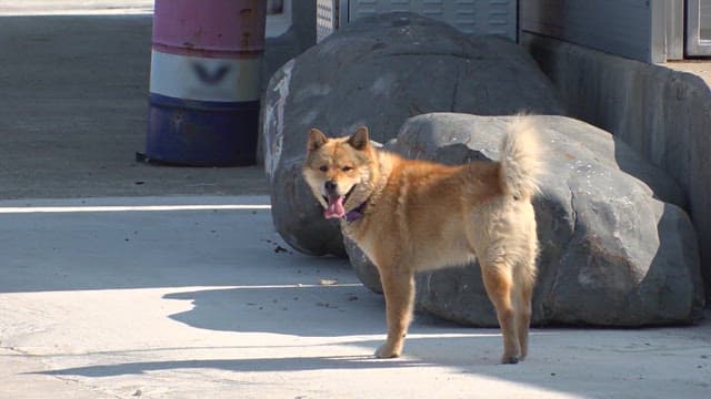 한낮에 길거리를 돌아다니는 갈색 강아지