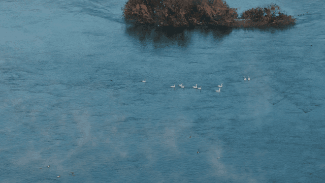 고요한 강에서 헤엄치는 백조들