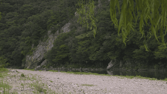 Quiet river flowing through forest