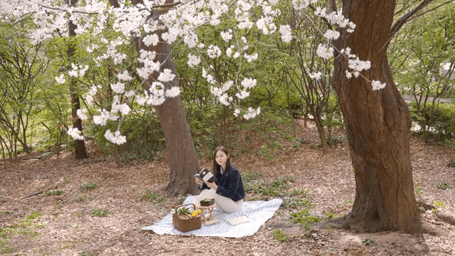 Woman reading under cherry blossoms