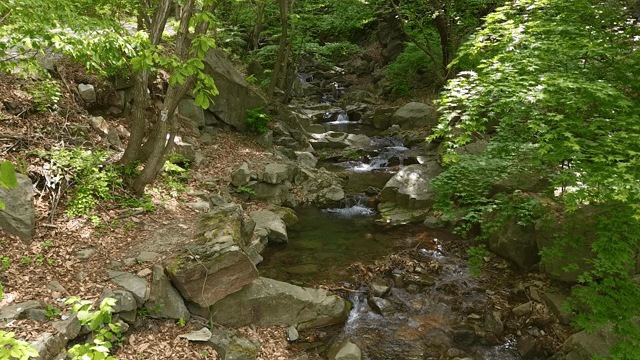 바위가 있는 고요한 숲 속 개울