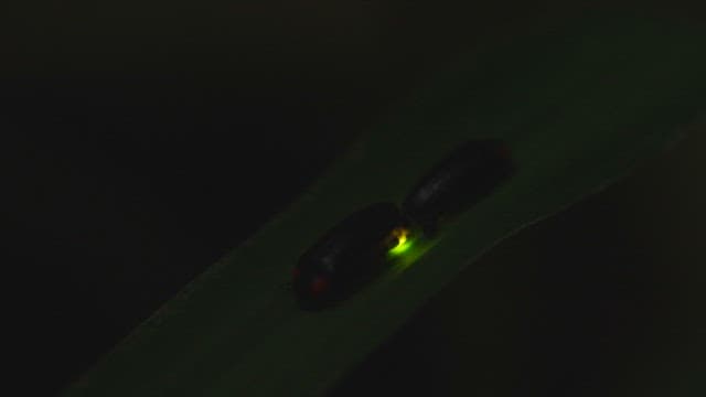 Firefly Glowing in the Nighttime Grass