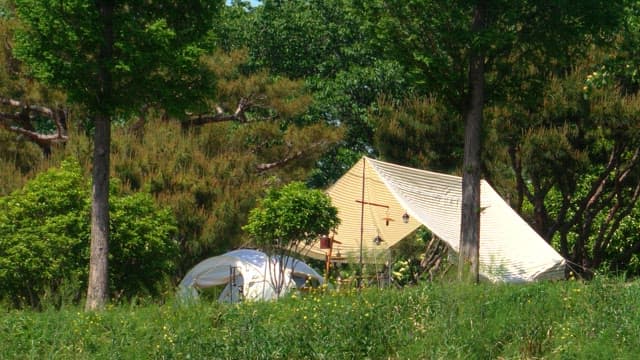 Tent in a lush green forest under clear skies