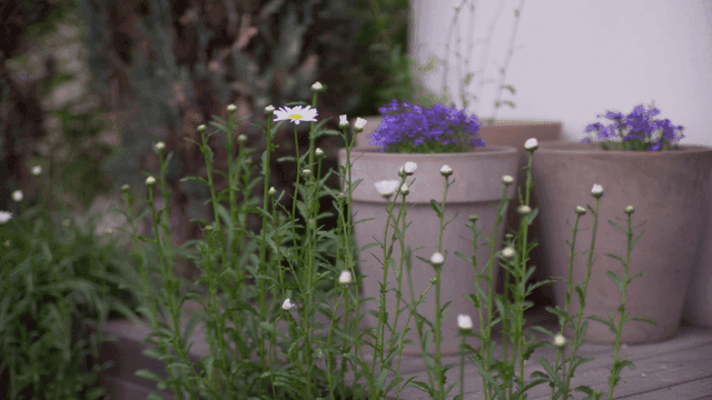 꽃이 핀 화분 식물