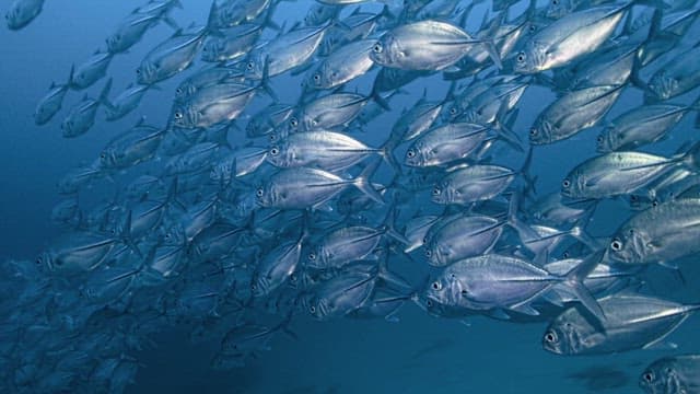 School of Jackfish Swimming Together